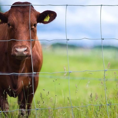 ISO9001 galvanizó el ganado que cultivaba el alambre Mesh Fence 200m/Roll